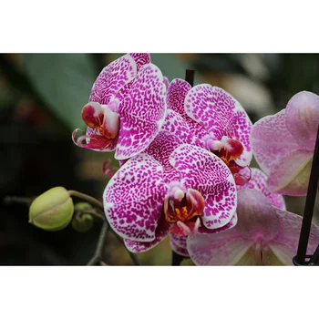 DIY 5D Dimanta Krāsošana Pilnu Kārtu & Laukumā Sveķu Mozaīkas Dimanta Izšuvumi Krustdūrienā Komplekti Sienas Mākslas Orhideju Ziedu Dekori